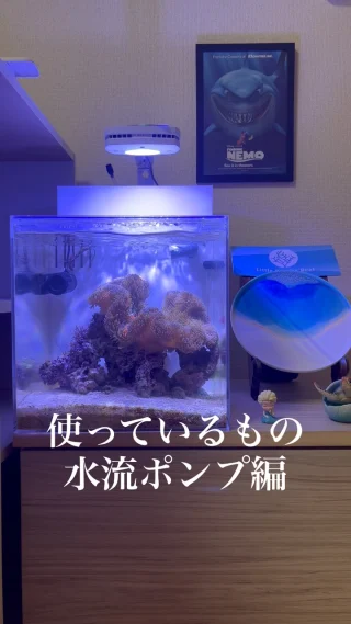 リトルバリアリーフ